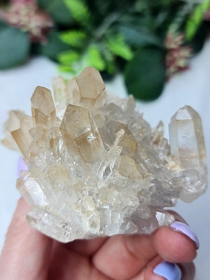 Golden Healer Cluster