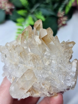 Golden Healer Cluster