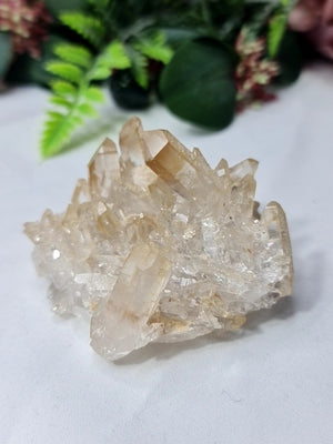 Golden Healer Cluster
