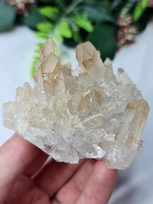 Golden Healer Cluster