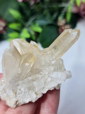 Golden Healer Cluster