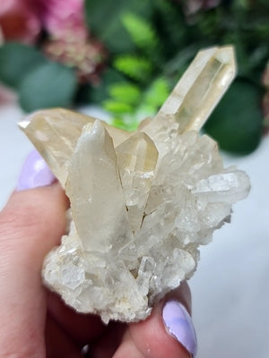 Golden Healer Cluster