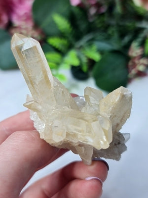 Golden Healer Cluster