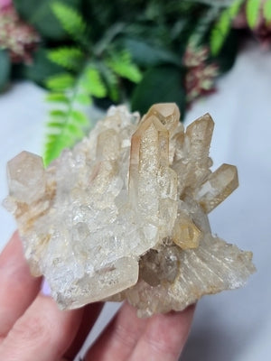 Golden Healer Cluster