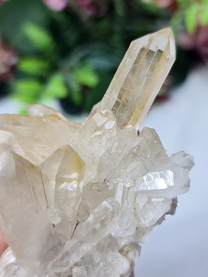 Golden Healer Cluster