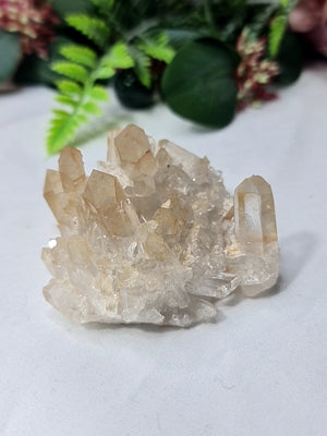 Golden Healer Cluster